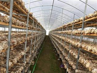 食用菌大棚-菌類(lèi)溫室-食用菌養(yǎng)植棚