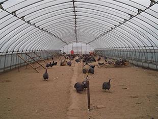 橢圓管大棚-養(yǎng)殖棚